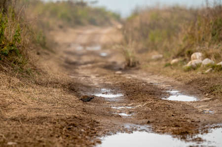 black francolin or Francolinus francolinus or black Partridge in middle of forest track during safari at grassland area of dhikala zone at jim corbett national park and forest uttarakhand india asiaの写真素材