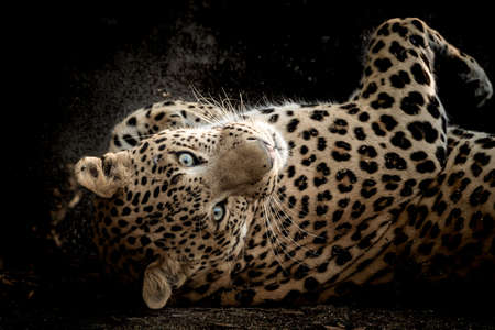 Fine art portrait of wild male leopard or panther in isolated black background at wildlife safari at forest of central india - panthera pardus fuscaの写真素材