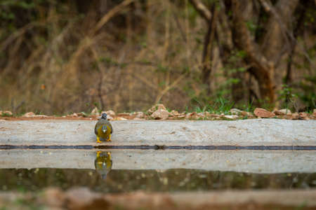 Yellow footed green pigeon or yellow legged green pigeon a thirsty bird on waterhole with reflection in water in hot summer season at jhalana forest jaipur rajasthan india asia - Treron phoenicopteraの写真素材