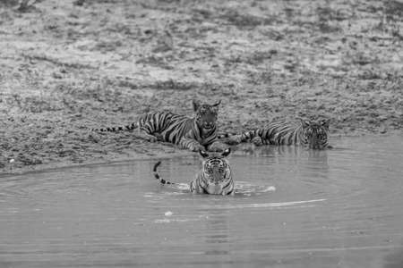 wild royal bengal tiger cubs in black and white background playing in water body during summer season at bandhavgarh national park or tiger reserve umaria madhya pradesh india - panthera tigris tigrisの写真素材