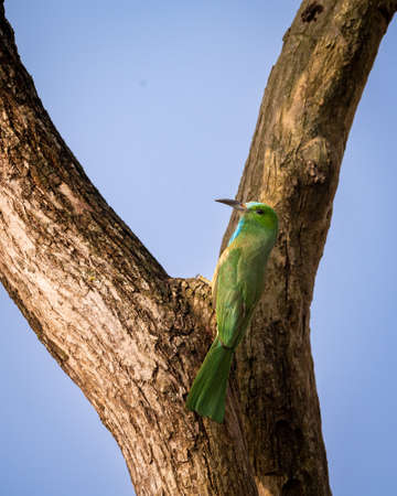 Blue bearded bee eater or Nyctyornis athertoni bird perched in dhikala zone forest of jim corbett national park uttarakhand indiaの写真素材