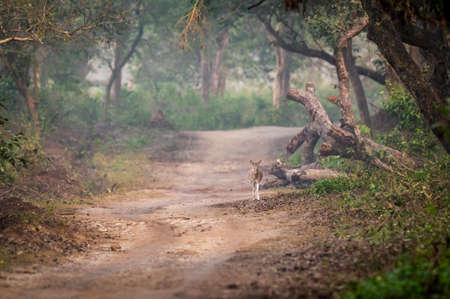 spotted deer or chital in wild and natural scenic colorful background head on forest track in winter season at dhikala zone of jim corbett national park uttarakhand india - axis axisの写真素材