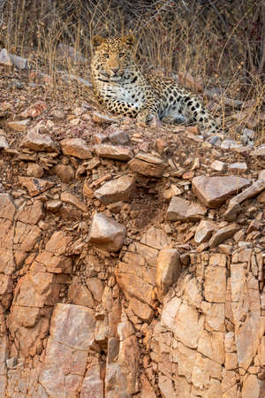 indian wild adult male leopard or panther portrait on aravalli hill or mountain range during outdoor wildlife jungle safari at jhalana forest reserve jaipur rajasthan india - panthera pardus fuscaの写真素材