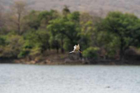 River tern or Sterna aurantia bird flying or hovering over river water with full wingspan for...