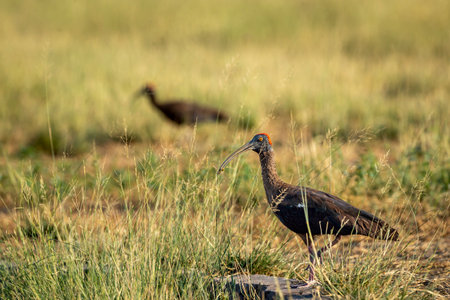 Red naped ibis or Indian black ibis or Pseudibis papillosa bird closeup or portrait with Grasshopper...