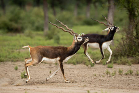 Two wild adult male blackbuck or antilope cervicapra or indian antelope walking together in pattern and with expressions in grassland of forest of india asiaの写真素材