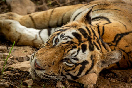 eye level head shot of wild adult male bengal tiger closeup with eye contact in hot summer safari at ranthambore national park forest sawai madhopur rajasthan india asia - panthera tigris tigrisの写真素材