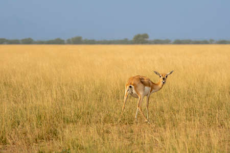 wild female blackbuck or antilope cervicapra or indian antelope turn over with eye contact in natural scenic grassland landscape background at forest of india asiaの写真素材