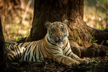 Indian wild bengal male tiger portrait or closeup in morning jungle safari or drive at bandhavgarh national park or tiger reserve madhya pradesh india asia - panthera tigris tigrisの写真素材
