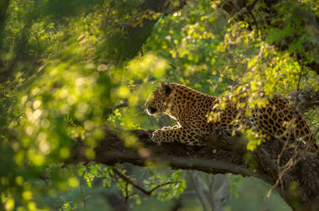 indian wild male leopard or panther on tree in natural monsoon green background during outdoor jungle safari at forest of central india asia - panthera pardus fuscaの写真素材