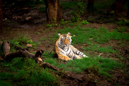 wild bengal male tiger closeup or portrait in outdoor wildlife jungle safari at forest of central...