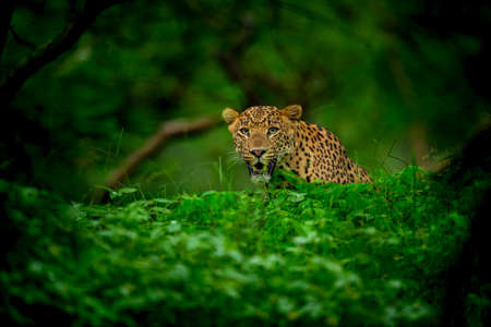 indian wild male leopard or panther face closeup or portrait in natural monsoon green during outdoor jungle safari at forest of central india asia - panthera pardus fuscaの写真素材
