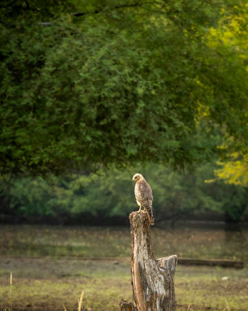 White eyed buzzard or Butastur teesa bird perched in natural green scenic landscape background at...