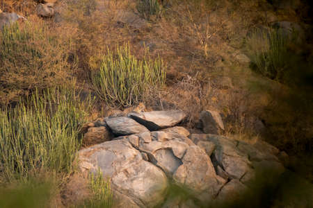 wild leopard or panther resting on big rock with scenic landscape view and habitat at hill or...