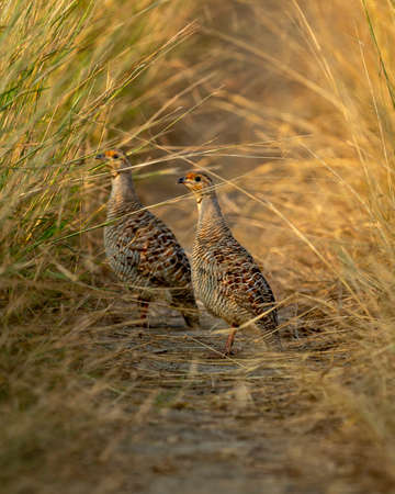 side profile of grey francolin or grey partridge or Francolinus pondicerianus family or pair walking...