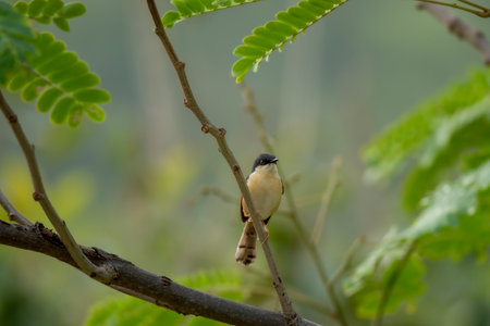 ashy prinia or ashy wren-warbler closeup or portrait in natural green background at forest of...