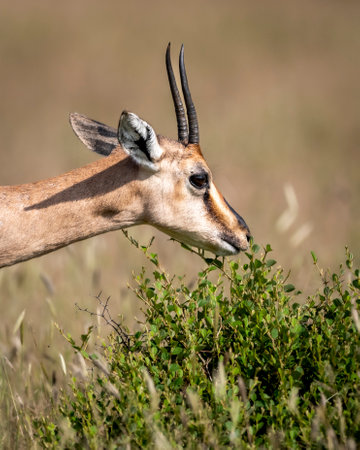 Chinkara or Indian gazelle or Gazella bennettii an Antelope portrait grazing grass at ranthambore national park or tiger reserve sawai madhopur rajasthan india asiaの写真素材
