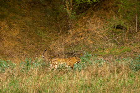 shy wild male leopard or panther or panthera pardus fusca walking in natural green grass during monsoon season safari in buffer zone area at forest of central india asiaの写真素材