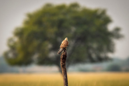 Common kestrel or european kestrel or Falco tinnunculus bird perched on branch and tree in background a scenic frame during winter migration at tal chhapar blackbuck sanctuary rajasthan india asiaの写真素材