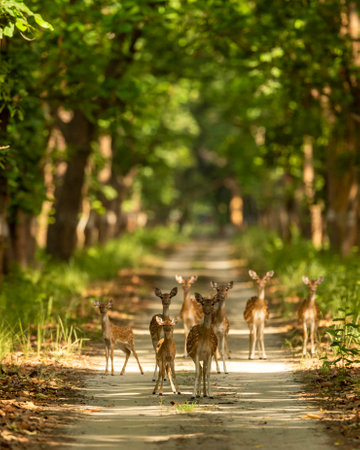 spotted deer or chital or axis deer family head on in herd or group blocking road or track at chuka ecotourism safari or pilibhit national park terai forest reserve uttar pradesh india asiaの写真素材