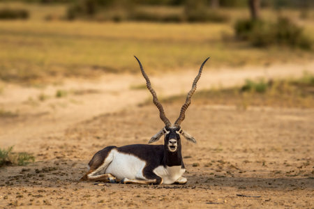 wild male blackbuck or antilope cervicapra or indian antelope closeup or portrait in natural green background at Blackbuck National Park Velavadar bhavnagar gujrat india asiaの写真素材