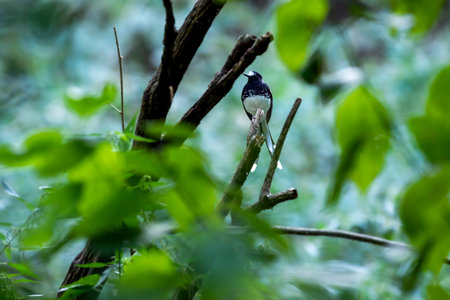 spotted forktail or Enicurus maculatus bird perched on branch in natural green background at manila forest of foothills of himalaya uttarakhand india asiaの写真素材