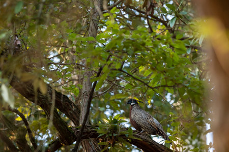 koklass pheasant or Pucrasia macrolopha portrait a high altitude bird in natural green background perched on tree at foothills of himalaya during winter wildlife excursion at uttarakhand india asiaの写真素材