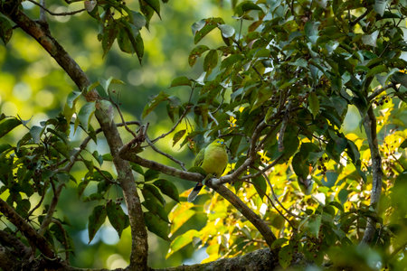 pin tailed green pigeon or Treron apicauda on tree at dhikala jim corbett national park uttarakhand india asiaの写真素材