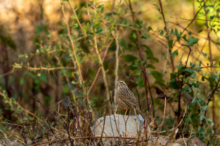 Upland pipit or Anthus sylvanus bird perched on rock in natural green background at foothills of himalaya uttarakhand india asiaの写真素材