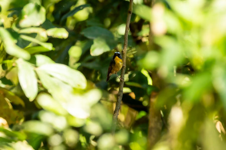 Rufous bellied niltava or Niltava sundara bird perched on branch in jim corbett national park uttarakhand india asiaの写真素材