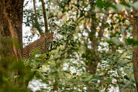 wild male leopard or panther or panthera pardus fusca on tree trunk in natural green background at dhikala zone of jim corbett national park forest uttarakhand india asiaの写真素材