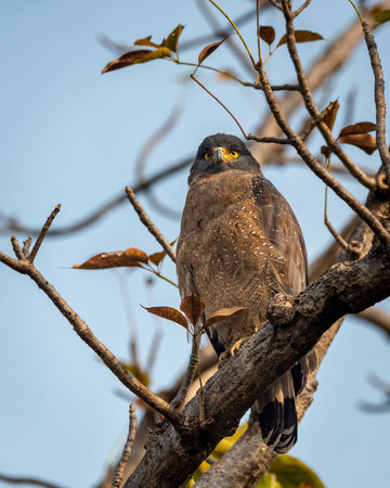 Crested Serpent Eagle or Spilornis cheela closeup or bird of prey portrait perched on tree in morning safari at panna national park tiger reserve madhya pradesh india asiaの写真素材