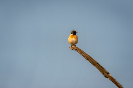 Siberian stonechat or Asian stonechat or Saxicola maurus bird closeup in safari at panna national park tiger reserve madhya pradesh india asiaの写真素材