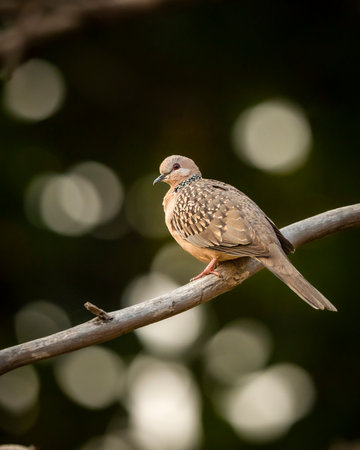 spotted dove or Spilopelia chinensis closeup or face portrait in bokeh background in panna national park forest madhya pradesh india asiaの写真素材