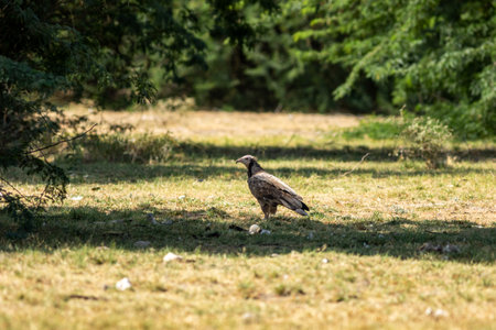 juvenile Egyptian vulture or Neophron percnopterus bird in natural green background and in shade of tree during winter migration at tal chhapar blackbuck sanctuary rajasthan India asiaの写真素材