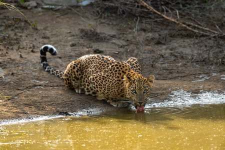 Indian wild female leopard or panther or panthera pardus fusca quenching thirst or drinking water from waterhole with eye contact during safari at jhalana forest reserve jaipur rajasthan india asiaの写真素材