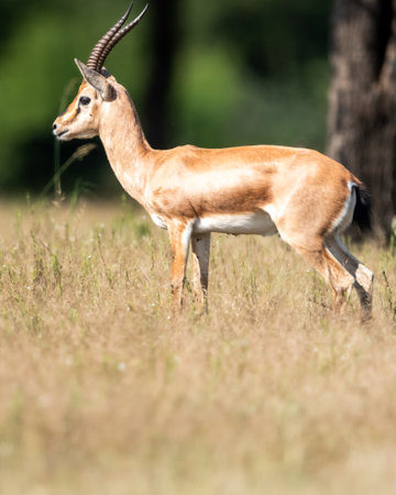 wild male Chinkara or Indian gazelle or Gazella bennettii an Antelope portrait grazing green leaves from plant at ranthambore national park forest tiger reserve sawai madhopur rajasthan india asiaの写真素材