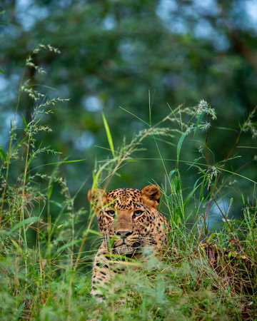 wild Indian male leopard or panther or panthera pardus fusca closeup camouflage in natural green...