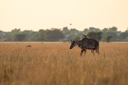 wild male nilgai or blue bull or Boselaphus tragocamelus an largest asian antelope of asia in golden hour winter light or backlight in scenic landscape of tal chhapar sanctuary churu rajasthan indiaの写真素材