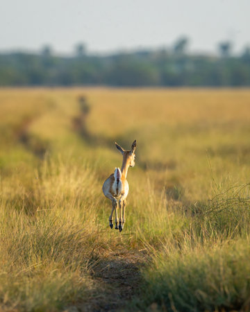 wild female blackbuck or antilope cervicapra or Indian antelope back profile with high jump in air in winter evening golden hour light and grassland landscape of tal chhapar sanctuary rajasthan indiaの写真素材
