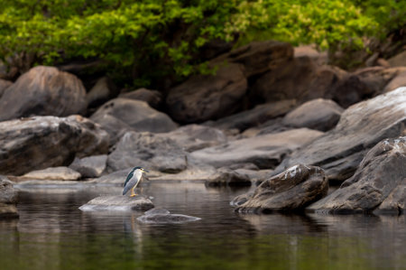 Black crowned or capped night heron or Nycticorax nycticorax bird perched on big rock in natural green scenic background in river water at forest of central indiaの写真素材