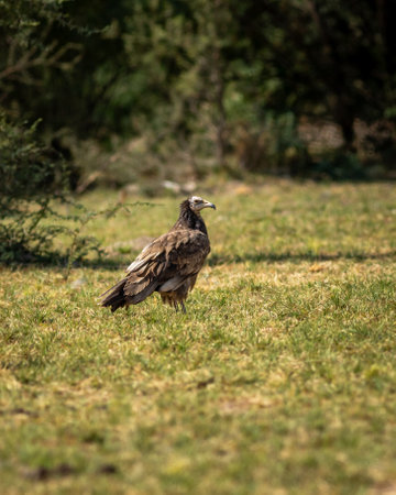 juvenile Egyptian vulture or Neophron percnopterus bird in natural green background and in shade of tree during winter migration at tal chhapar blackbuck sanctuary rajasthan India asiaの写真素材