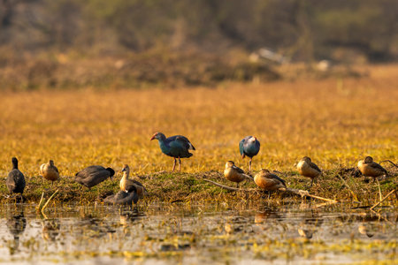 flock of lesser whistling duck or Dendrocygna javanica and Western swamphen or Purple Moorhen in wetland of keoladeo national park or bharatpur bird sanctuary rajasthan india asiaの写真素材