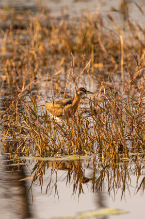Bronze winged jacana or Metopidius indicus juvenile bird in winter morning light at wetland of keoladeo national park or bharatpur bird sanctuary rajasthan india asiaの写真素材