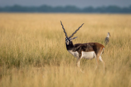 wild male blackbuck or antilope cervicapra or indian antelope closeup with face expression in grassland of tal chhapar sanctuary rajasthan india asiaの写真素材