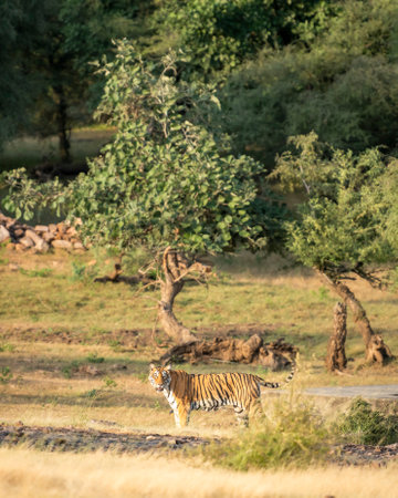 wild female bengal tiger or panthera tigris with tail up in natural green habitat in early winter season safari at ranthambore national park forest reserve sawai madhopur rajasthan indiaの写真素材