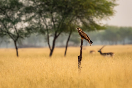 Black kite or Milvus migrans bird closeup or portrait with face expression perched in grassland of tal chhapar blackbuck sanctuary churu rajasthan india asiaの写真素材