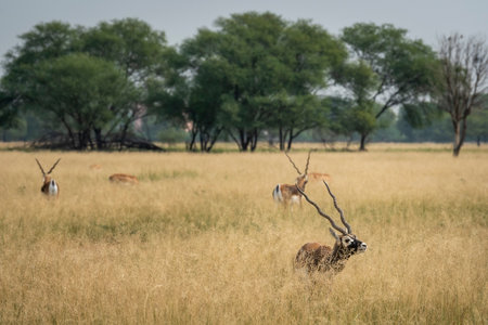 wild male blackbuck or antilope cervicapra or indian antelope with face expression and group or herd family in grassland landscape background of tal chhapar sanctuary rajasthan india asiaの写真素材