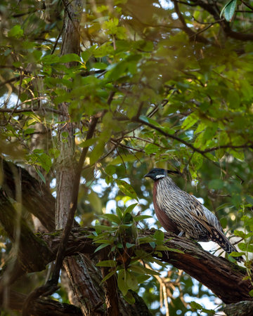 koklass pheasant or Pucrasia macrolopha closeup or portrait high altitude bird in natural green...