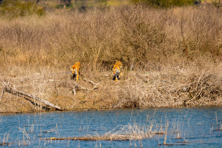 two wild adult female tigers or panthera tigris face off territorial fight after invasion in...